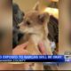 Dog exposed to Narcan will be okay in Itawamba County