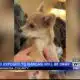 Dog exposed to Narcan will be okay in Itawamba County