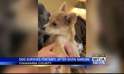 Dog survives fentanyl exposure after being given Narcan