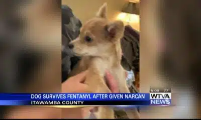 Dog survives fentanyl exposure after being given Narcan