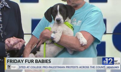 Friday Fur Babies: Meet Tully