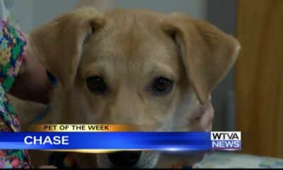 Pet of the Week - Chase