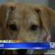 Pet of the Week - Chase