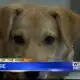Pet of the Week - Chase