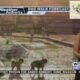 Dog Walk Forecast for April 26 - Violet