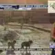 Dog Walk Forecast for April 26 - Violet