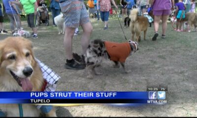 Two churches hold Pup Parade to benefit humane society