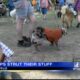 Two churches hold Pup Parade to benefit humane society