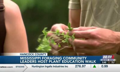 Mississippi Foraging Community gathers for plant education walk in Bay St. Louis