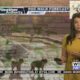 Dog Walk Forecast for April 29 - Nala Grace