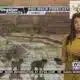 Dog Walk Forecast for April 29 - Nala Grace
