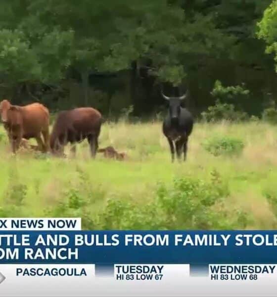 Pearl River family left with questions as to why cattle and bulls were stolen from their ranch
