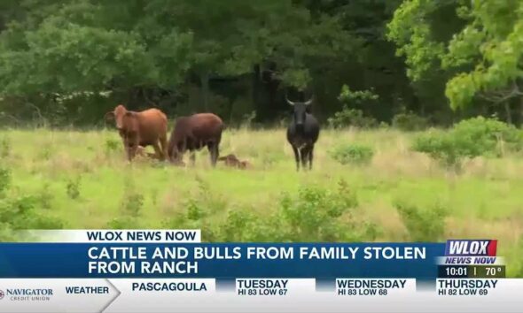 Pearl River family left with questions as to why cattle and bulls were stolen from their ranch