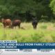 Pearl River family left with questions as to why cattle and bulls were stolen from their ranch