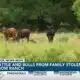 Pearl River family left with questions as to why cattle and bulls were stolen from their ranch
