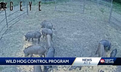 Wild Hog Control Program applications open in May