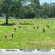 Pascagoula residents unhappy with Jackson County Memorial Park Cemetery conditions