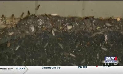 TERMITE SEASON: Experts share ways to prevent termites from severely damaging homes