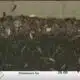TERMITE SEASON: Experts share ways to prevent termites from severely damaging homes