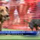Interview:  Organizer Previews Starkville Derby on May 4
