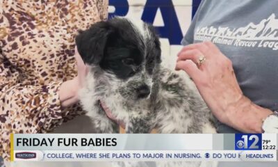 Friday Fur Babies: Meet Sophie