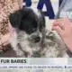 Friday Fur Babies: Meet Sophie
