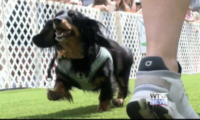 VIDEO: 200 dogs race through Starkville for second annual derby