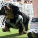 VIDEO: 200 dogs race through Starkville for second annual derby
