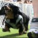 VIDEO: 200 dogs race through Starkville for second annual derby