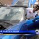 Blue Suede Cruise brings guests, unique cars to Tupelo