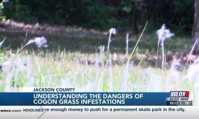 Understanding “insidious” cogon grass infestations