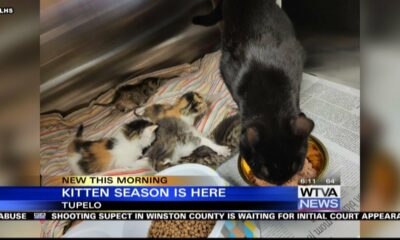 Tupelo animal shelter needs fosters for kittens