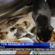 Tupelo animal shelter needs fosters for kittens
