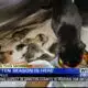 Tupelo animal shelter needs fosters for kittens