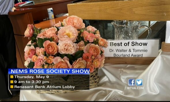 Interview: Northeast Mississippi Rose Society hosting showcase on May 9 in Tupelo