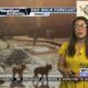 Dog Walk Forecast for May 6 - Hoss