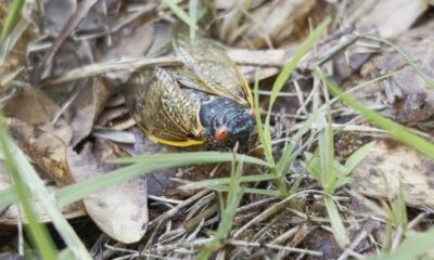 Historical season for cicadas