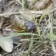 Historical season for cicadas