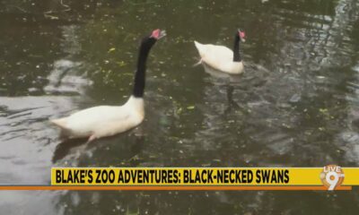 Jackson Zoo Adventures: Black-Necked Swans