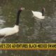 Jackson Zoo Adventures: Black-Necked Swans