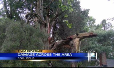 High winds knocked down trees and power lines in Columbus