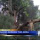 High winds knocked down trees and power lines in Columbus