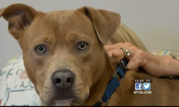 Pet of the Week: Cliff