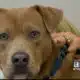 Pet of the Week: Cliff