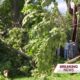 Tree falls through house in Rankin County