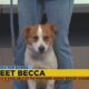 Friday Fur Babies: Meet Becca
