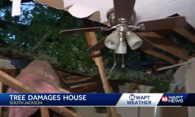 Oak tree falls on home in South Jackson