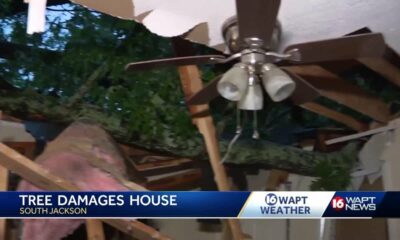 Tree falls on South Jackson home