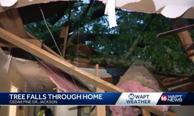 Tree falls into South Jackson home