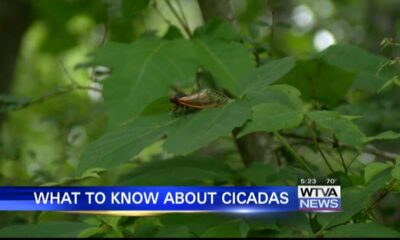 Cicadas, cicadas everywhere: What to know about them